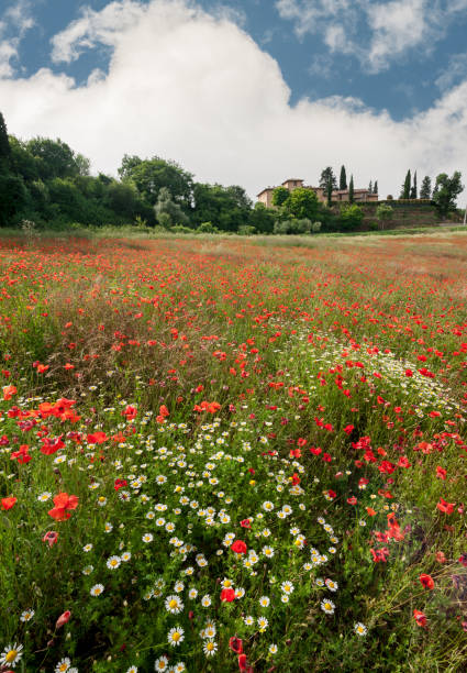 Campo di papaveri nella campagna della Valdinievole